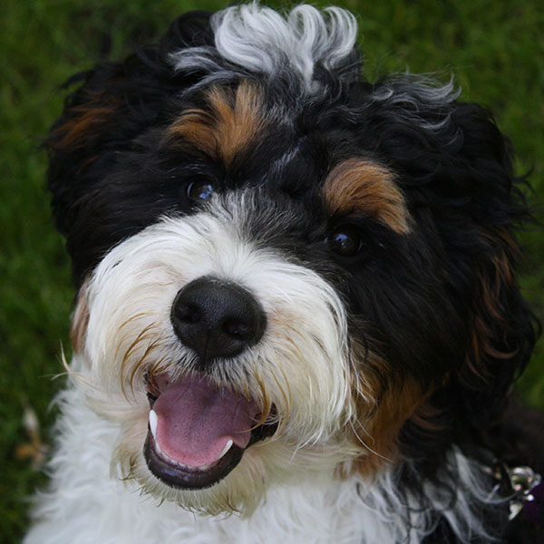 Bernedoodle Breeders & Puppies For Sale In Texas