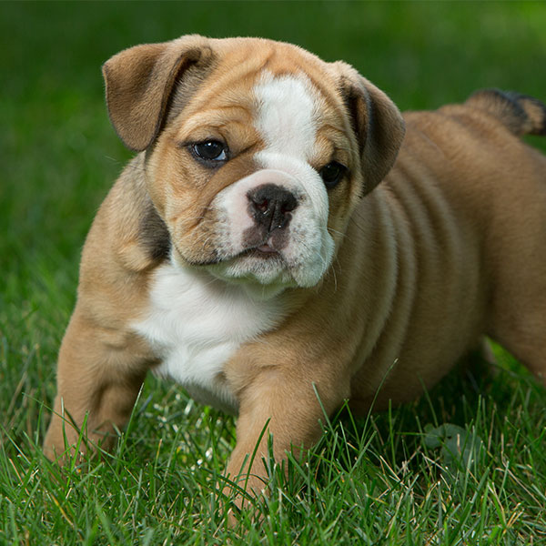 English Bulldog Puppies For Sale & Breeders In Texas