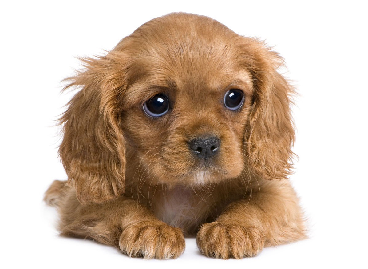 Cavalier King Charles Spaniel Puppies For Sale In East