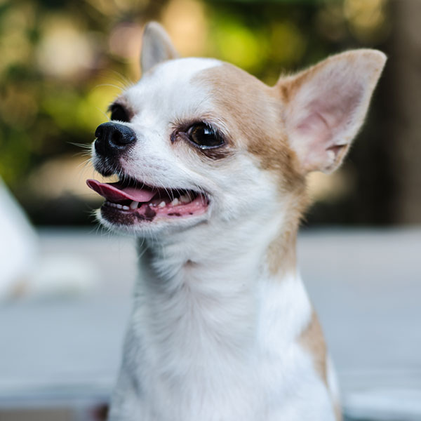 Chihuahua Puppies For Sale & Breeders In Texas