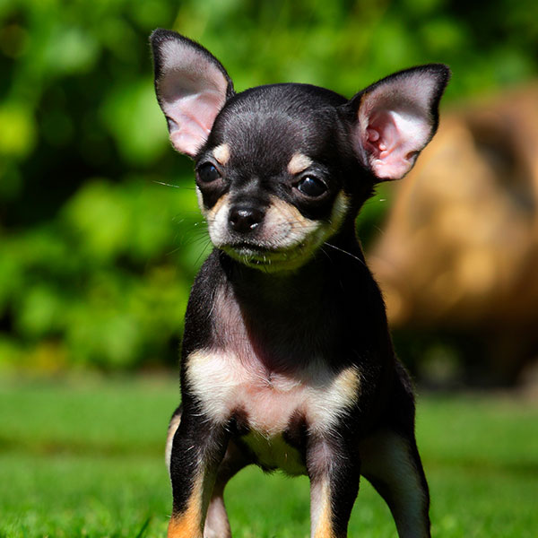 Chihuahua Puppies For Sale & Breeders In Texas