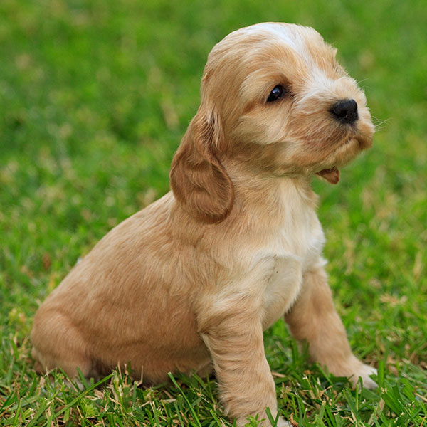 Cocker Spaniel Puppies For Sale & Breeders In Texas