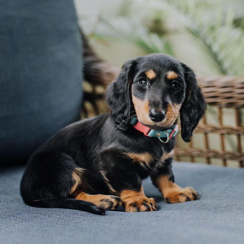 Dachshund Puppies For Sale In Texas From