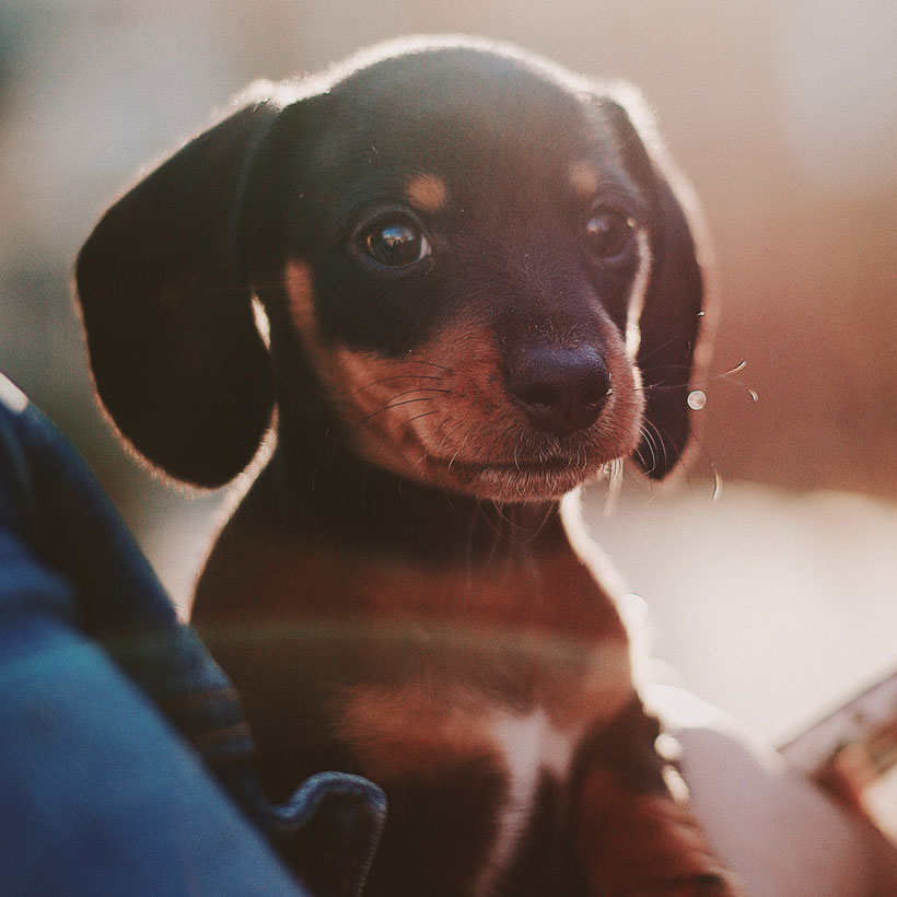 Dachshund Puppies For Sale In Texas From