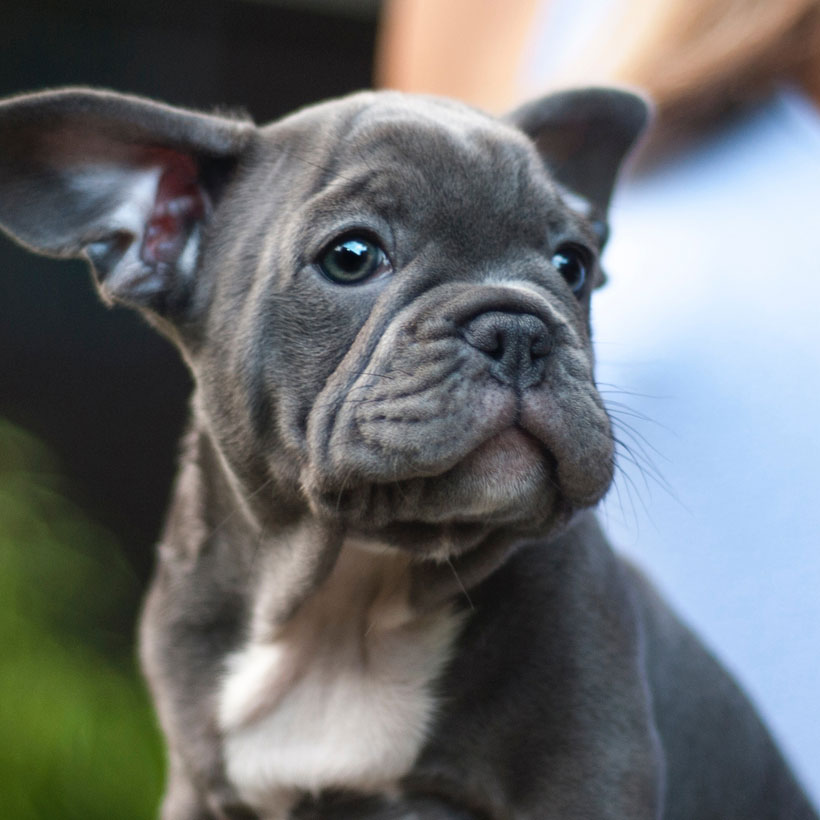 French Bulldog Puppies For Sale Under 1000 In Texas