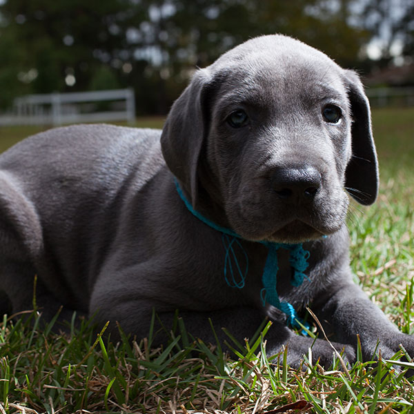 Breeders With Great Dane Puppies For Sale In Texas