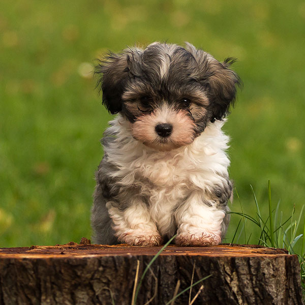 Breeders With Havanese Puppies For Sale In Texas