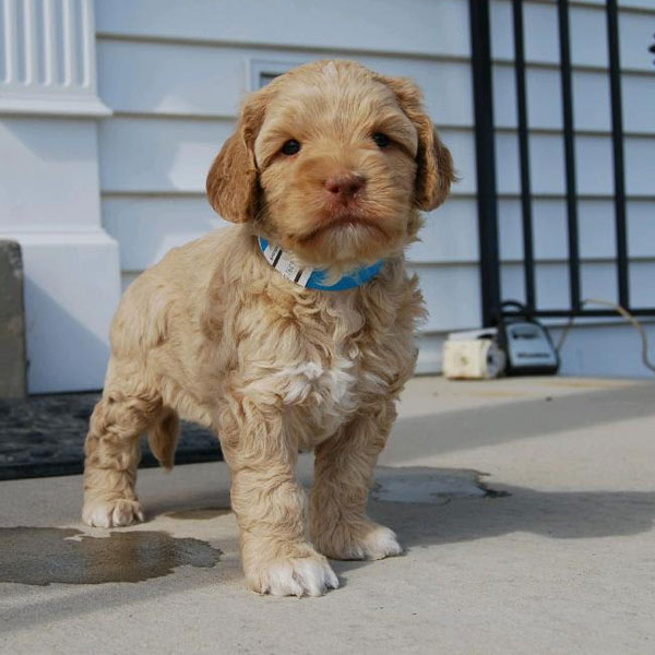 Breeders With Labradoodle Puppies For Sale In Texas