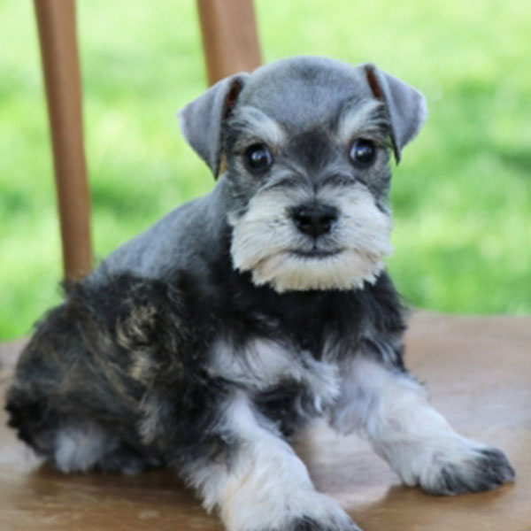 Miniature Schnauzer Puppies For Sale In Texas