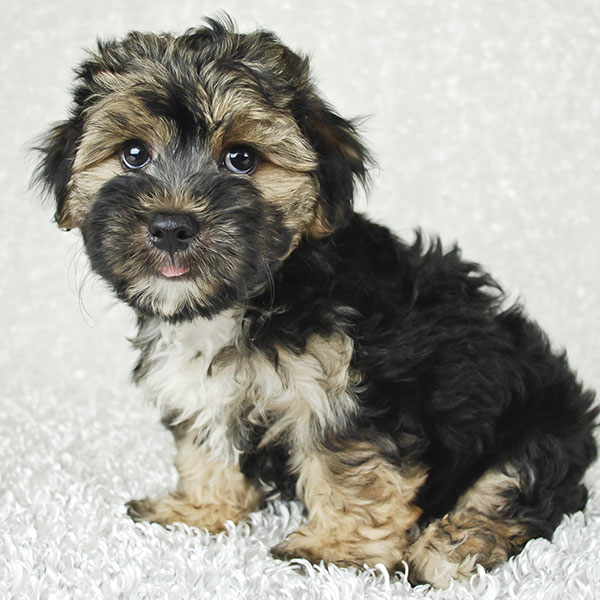 Breeders With Morkie Puppies For Sale In Texas