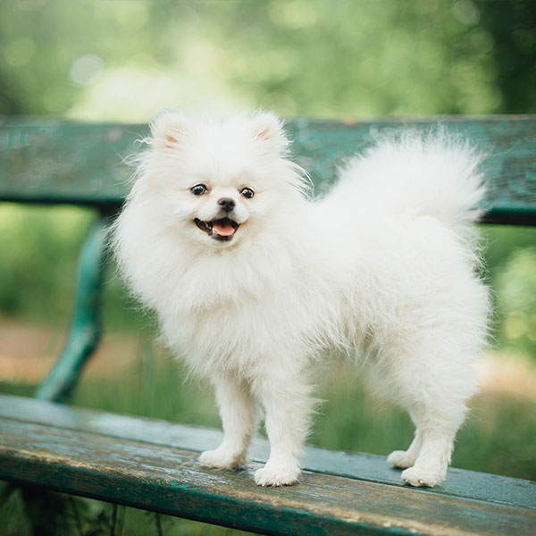 Pomeranian Puppies For In Houston Craigslist - Find Best ...
