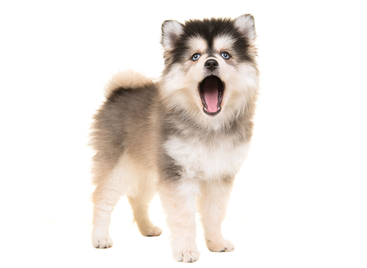 pomsky puppies for sale in texas
