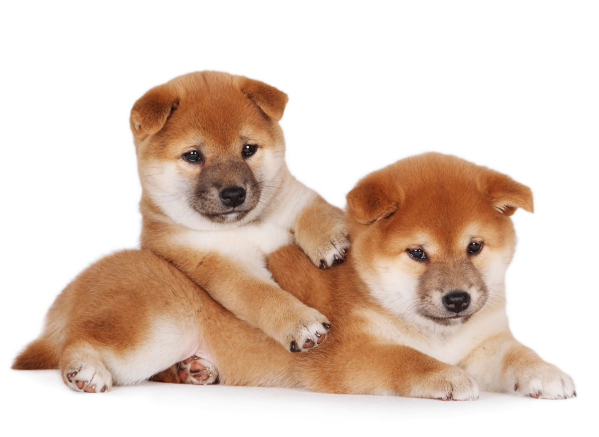 Breeders With Shiba Inu Puppies For Sale In Texas