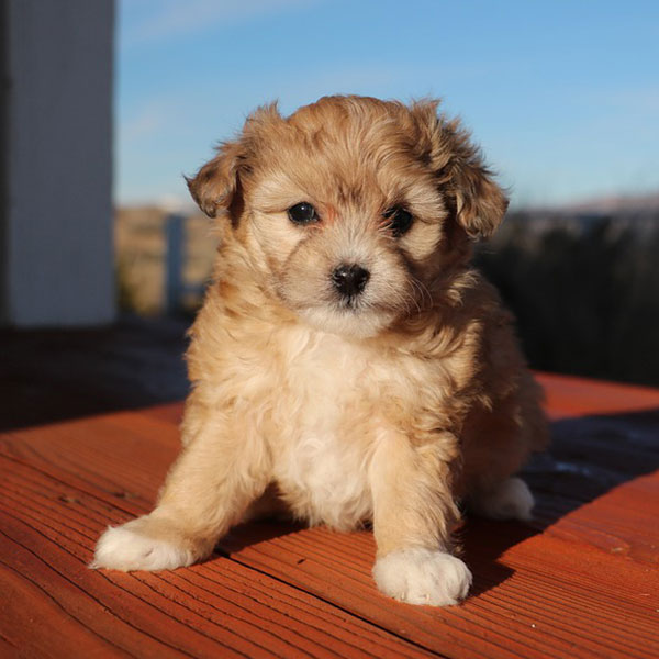 Aussiedoodle puppies for sale Elgin, TX