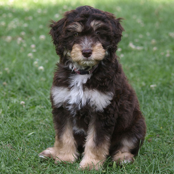 Aussiedoodle puppies for sale in Elgin, TX