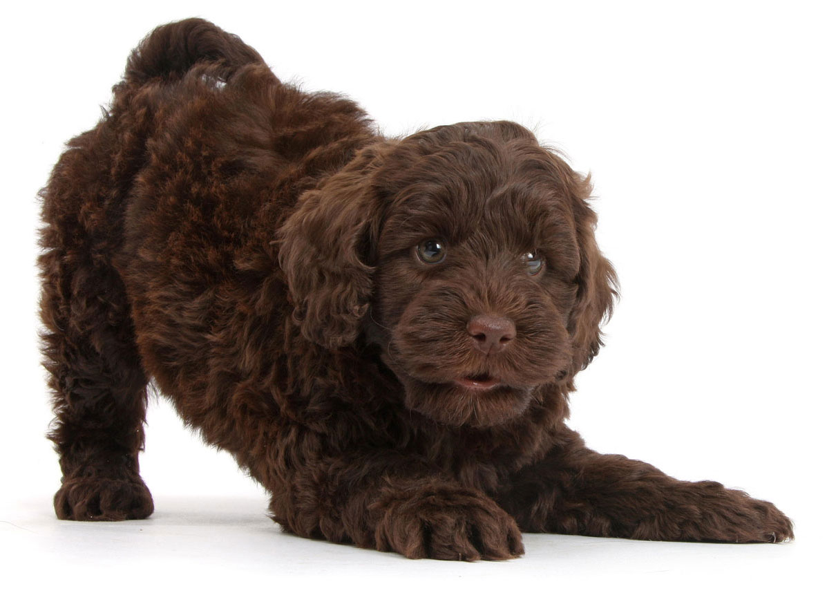 Aussiedoodle Puppies for Sale in Santa Fe, TX by California Puppies
