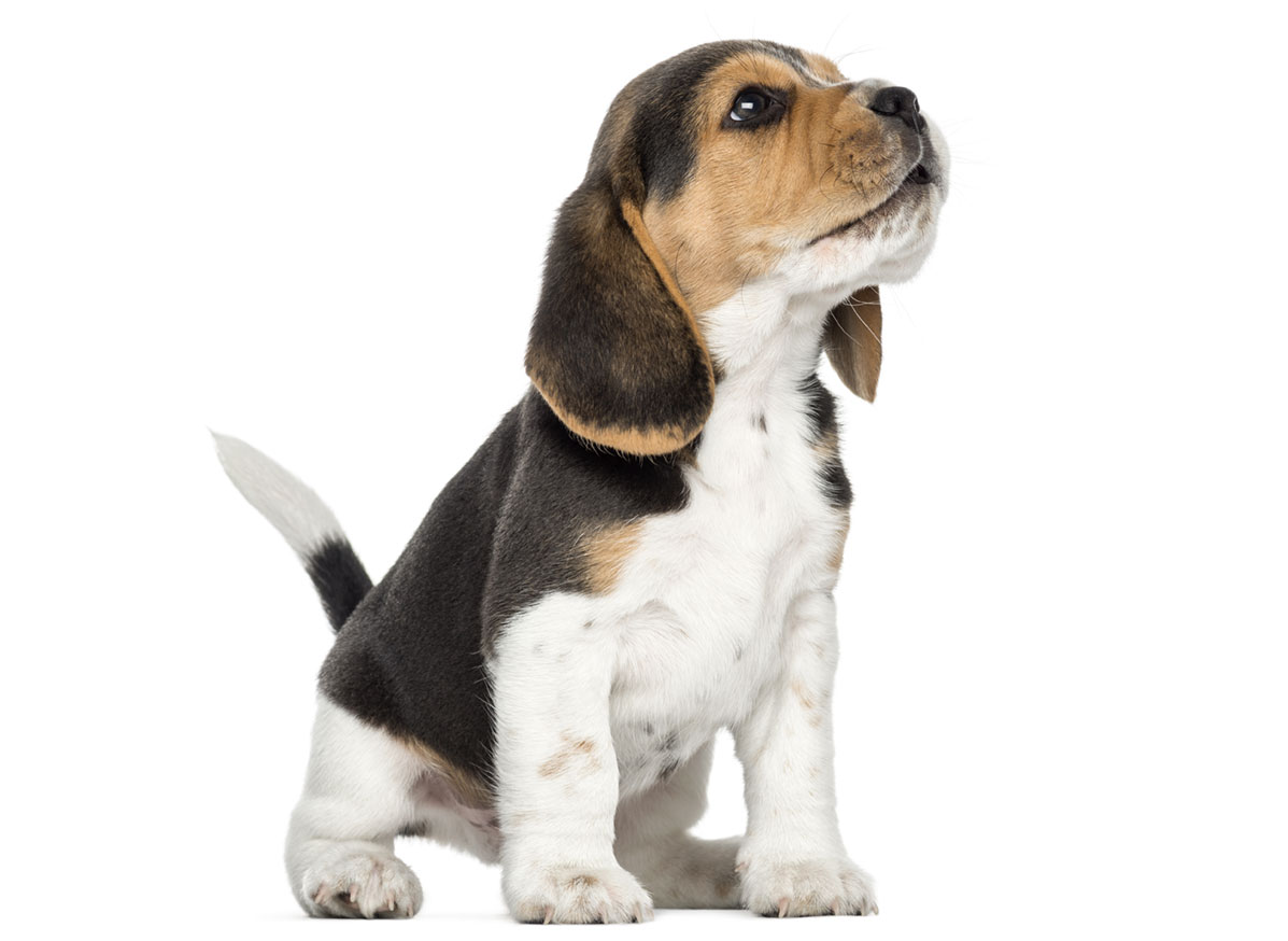 Beagle Puppies for Sale by Texas Puppies