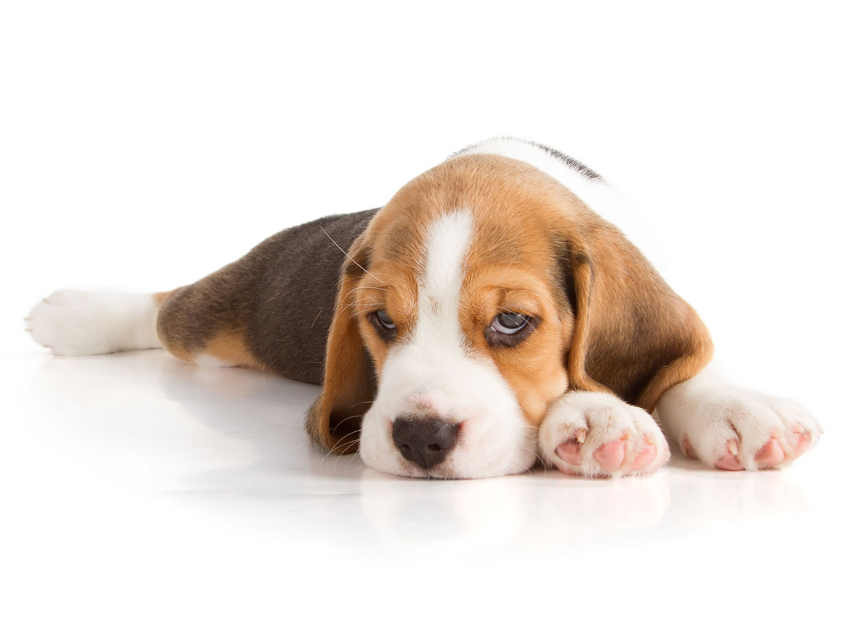 Beagle puppies for sale by Texas Puppies