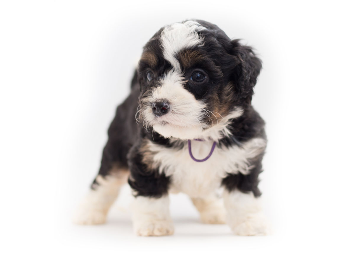 Bernedoodle Puppies for Sale by Texas Puppies