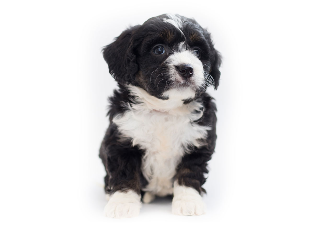 Bernedoodle puppies for sale by Uptown Puppies