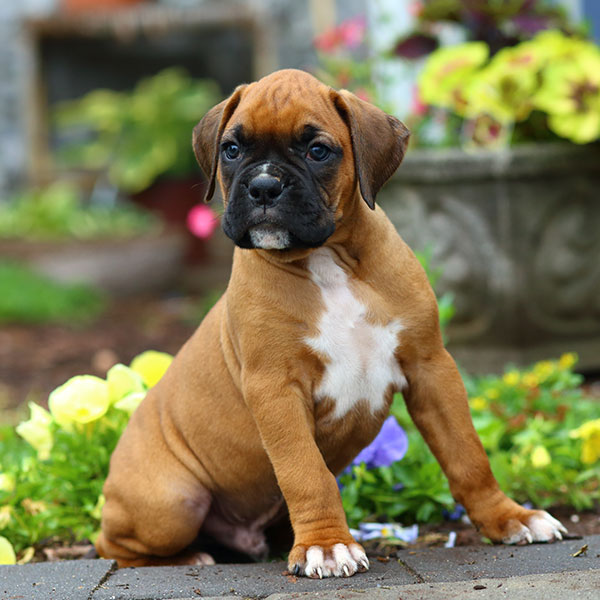 Boxer puppies for sale