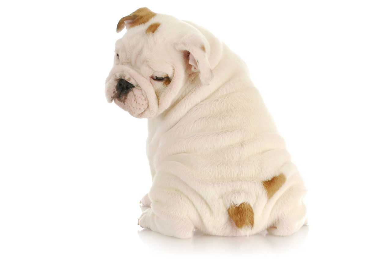 Bulldog puppies for sale by Uptown Puppies