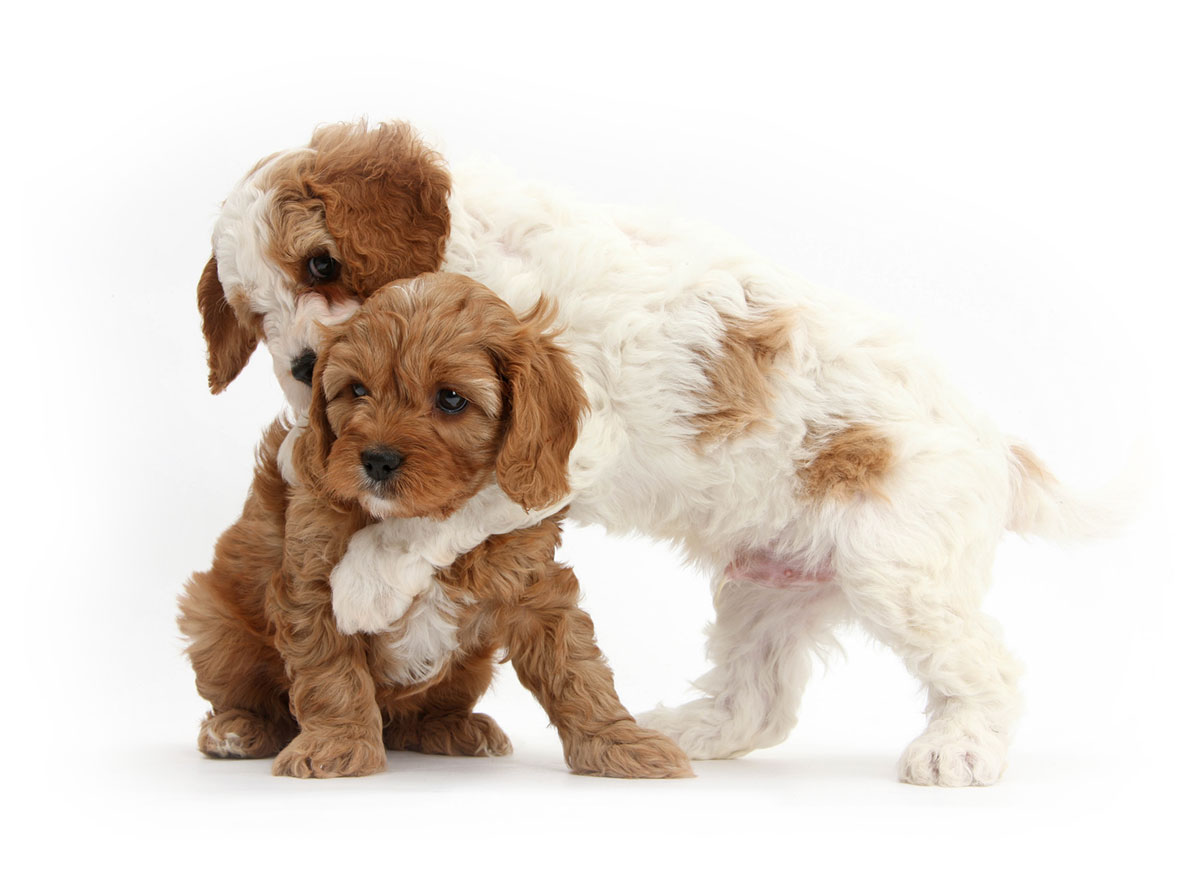 Cavapoo Puppies for Sale by Texas Puppies