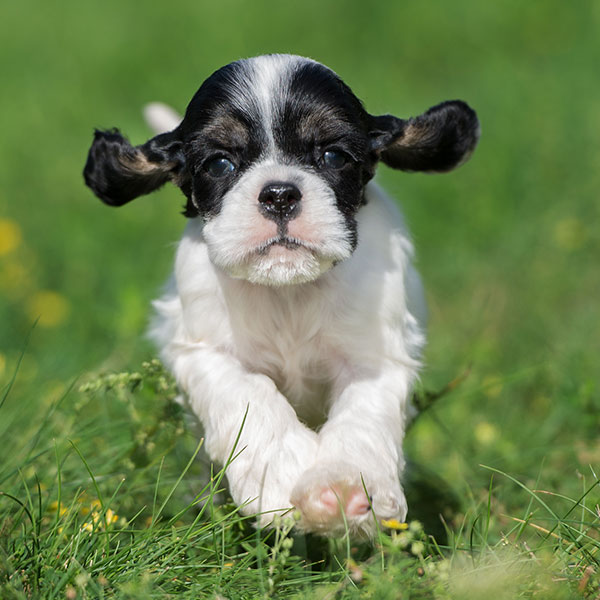 Cocker Spaniel puppies for sale