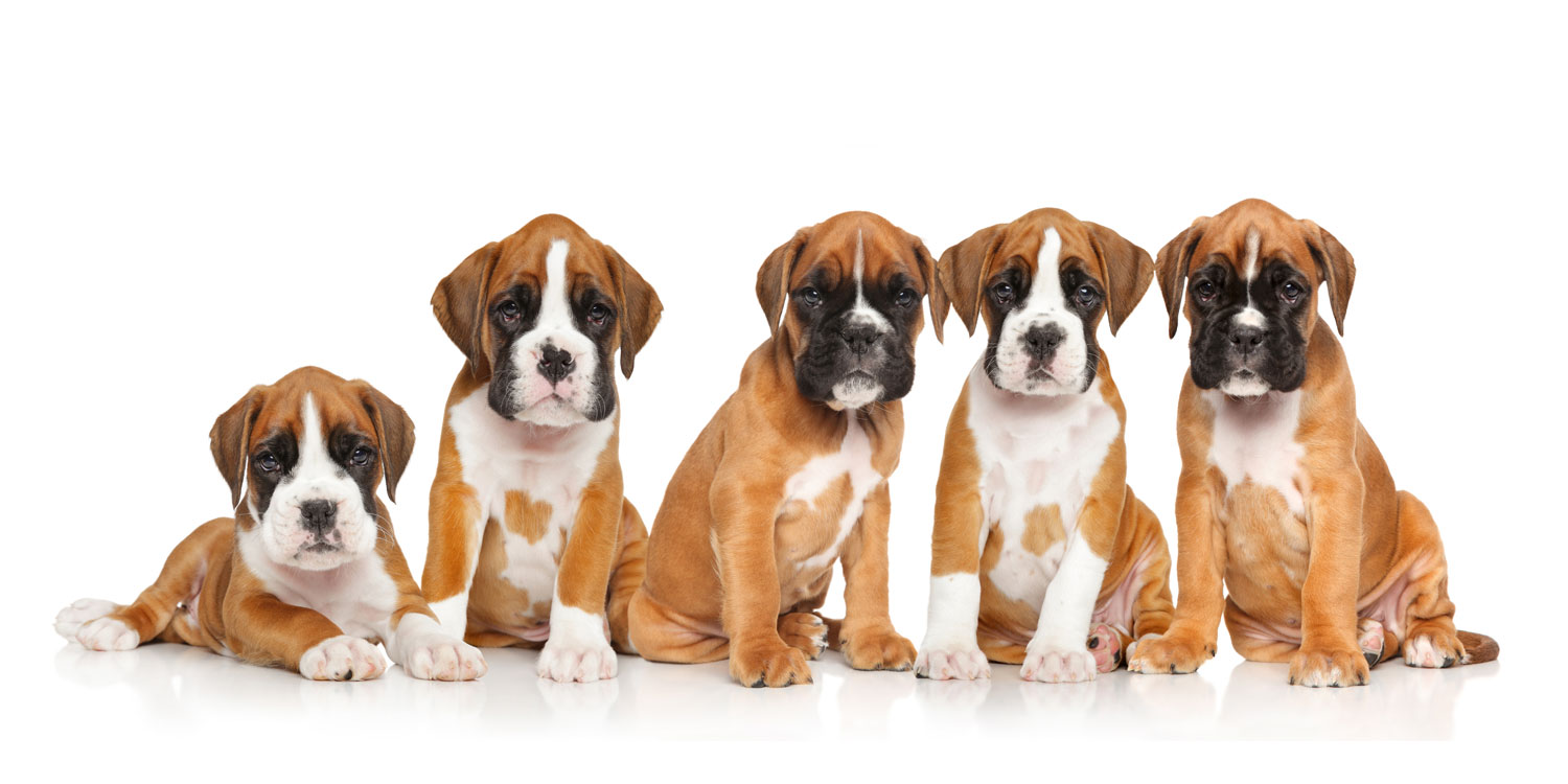 Boxer Puppies for Sale by Texas Puppies