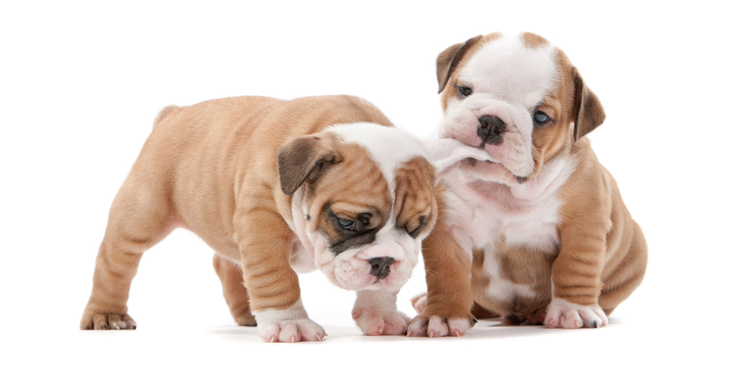Bulldog Puppies for Sale by Texas Puppies