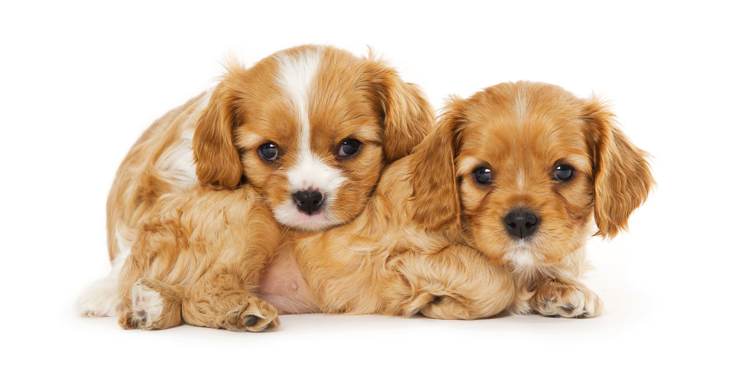 cavalier king charles puppies for sale by Texas Puppies
