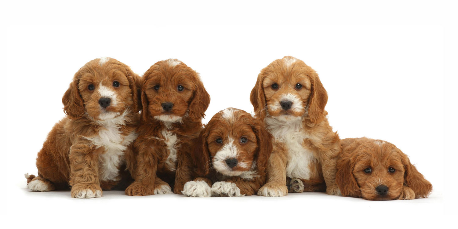 Cockapoo Puppies for Sale by Texas Puppies