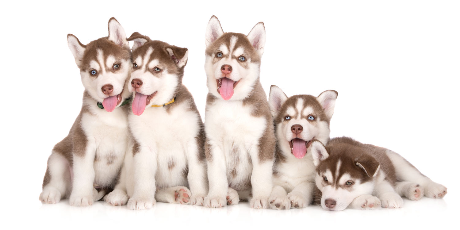Husky Puppies for Sale by Texas Puppies