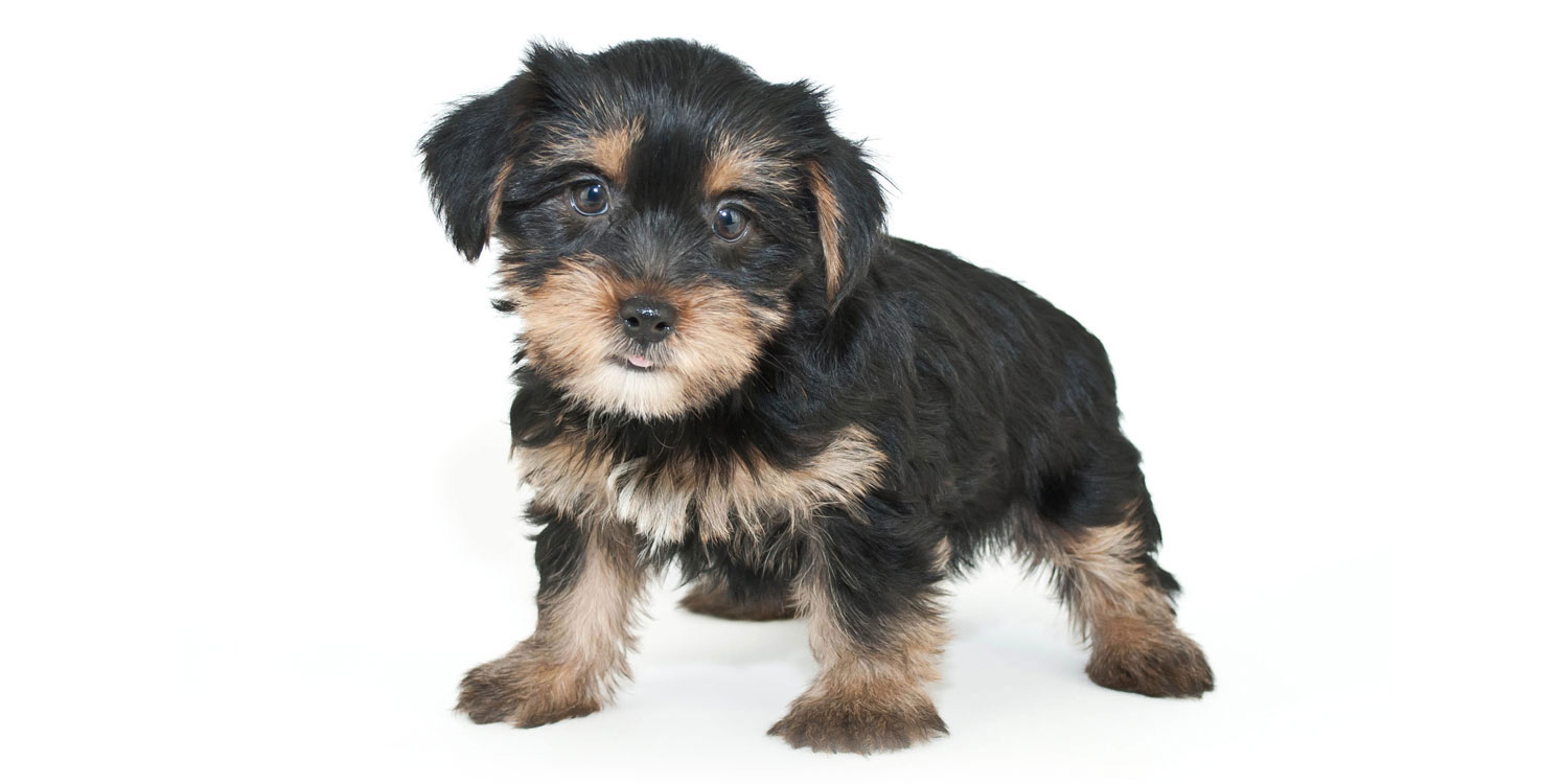 Morkie Puppies for Sale by Texas Puppies