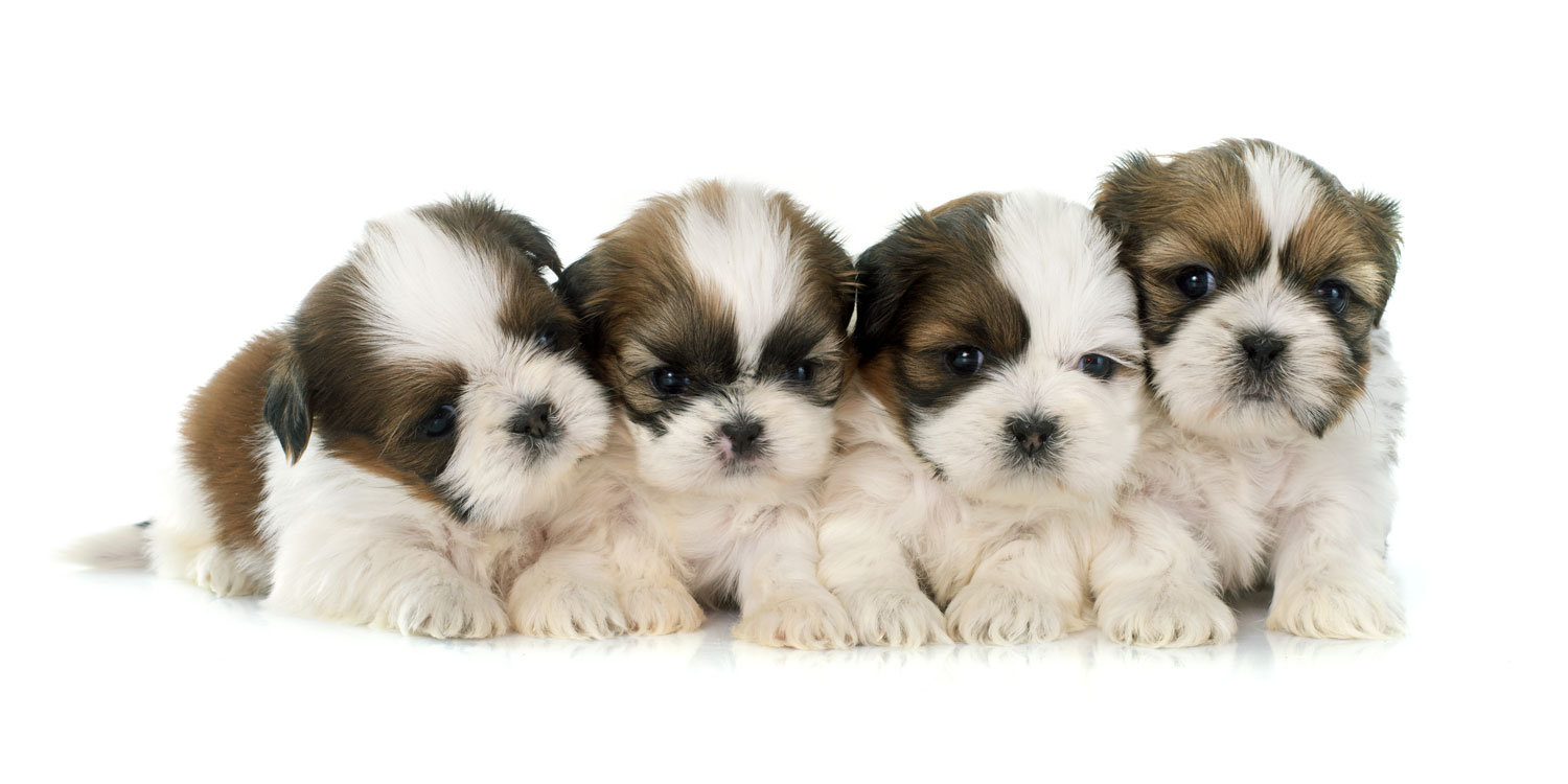shihtzu puppies for sale