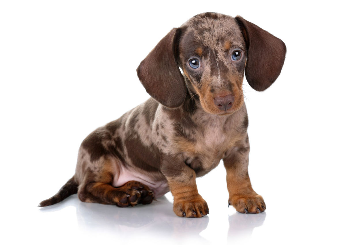 Dachshund Puppies for Sale by Texas Puppies