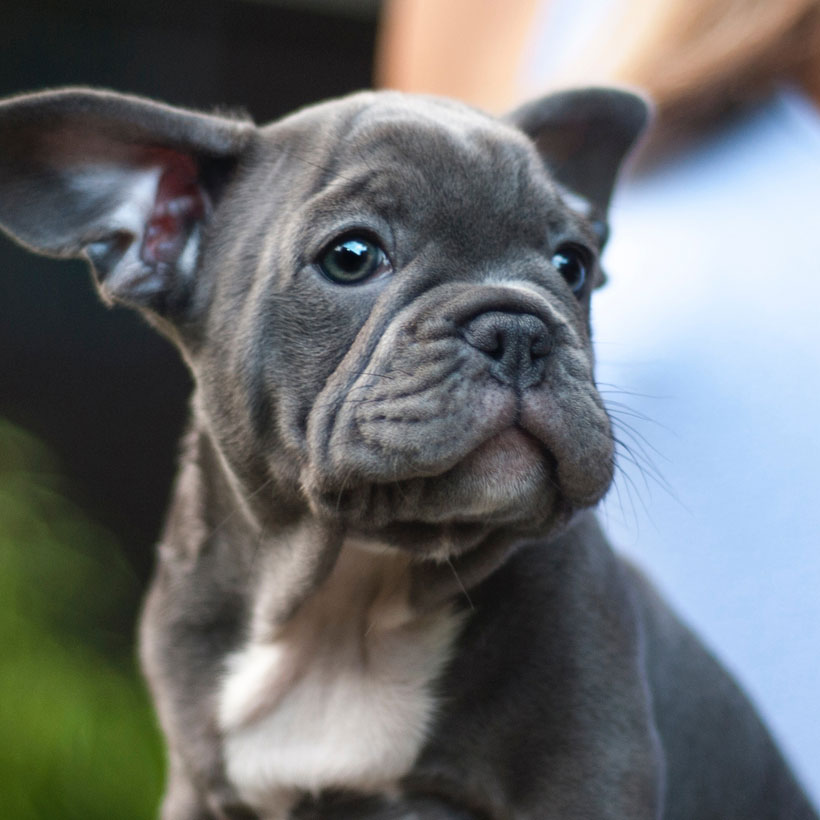 French Bulldog puppies Victoria, TX