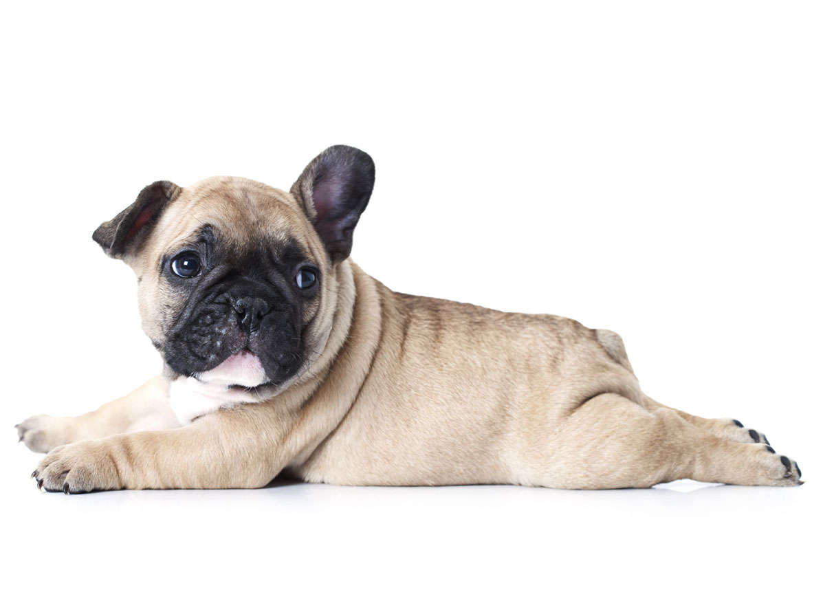 French Bulldog Puppies for Sale by Texas Puppies