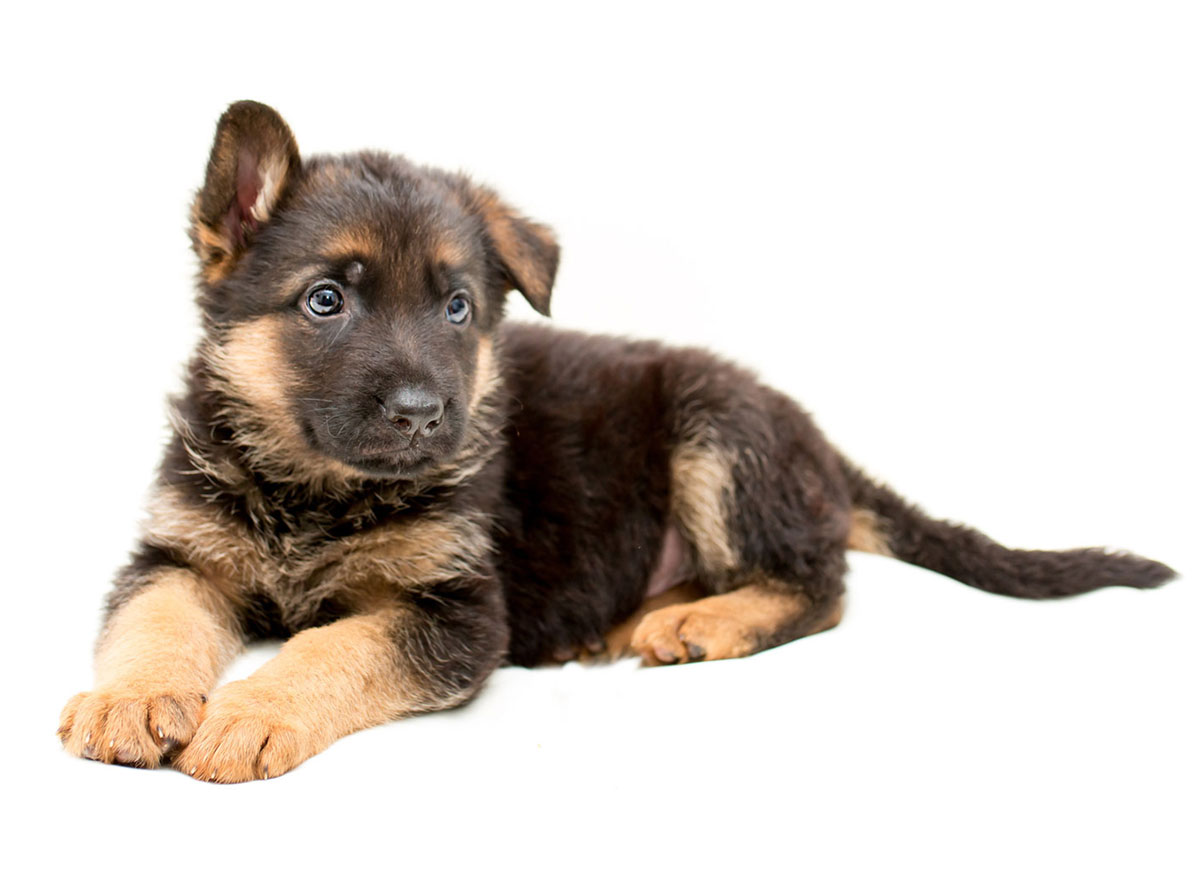 German Shepherd Puppies for Sale by Texas Puppies