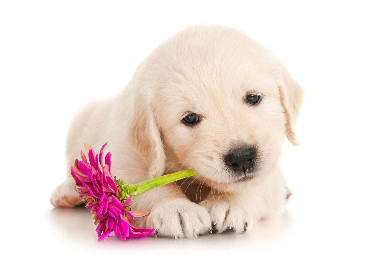 Golden Retriever Puppies for Sale by Texas Puppies