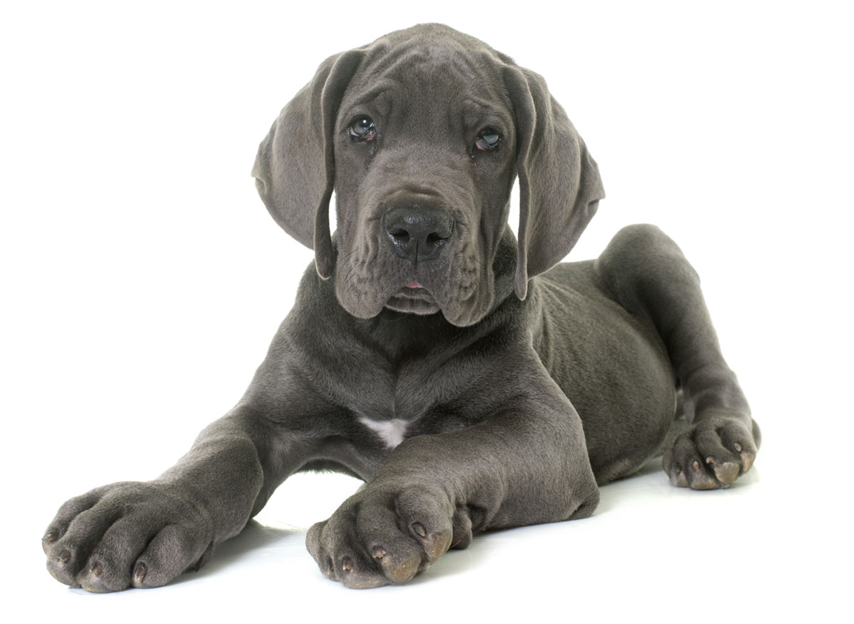 Great Dane Puppies for Sale by Texas Puppies