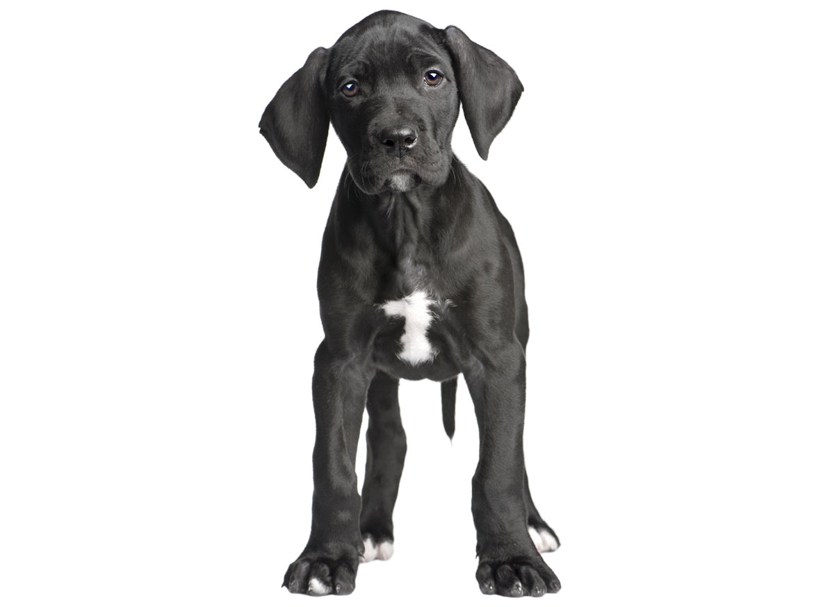 Great Dane puppies for sale by Uptown Puppies