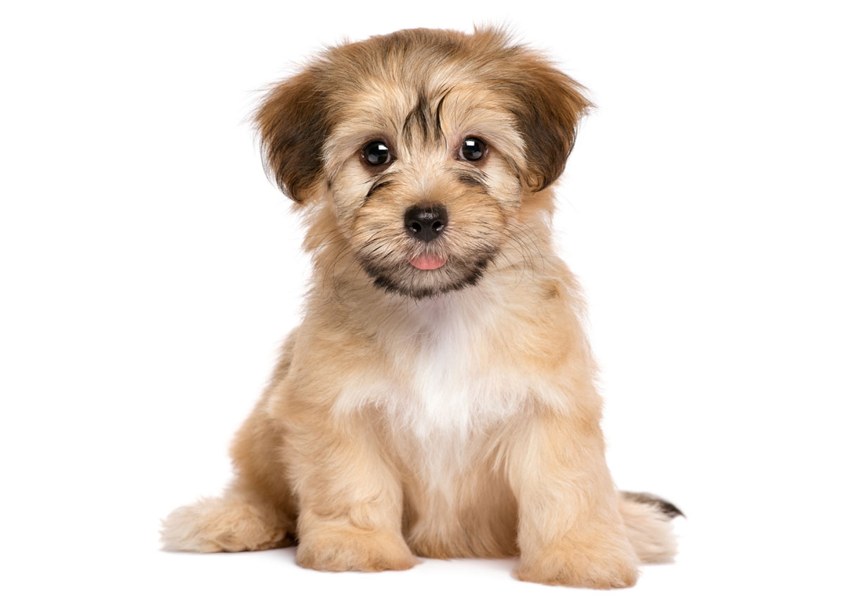 Havanese Puppies for Sale by Texas Puppies