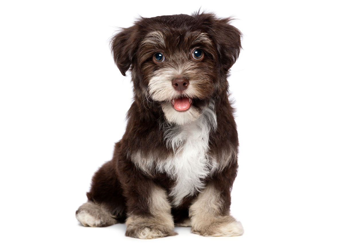 Havanese puppies for sale by Uptown Puppies