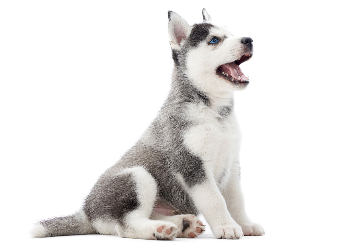 Siberian Husky Puppies for Sale by Texas Puppies
