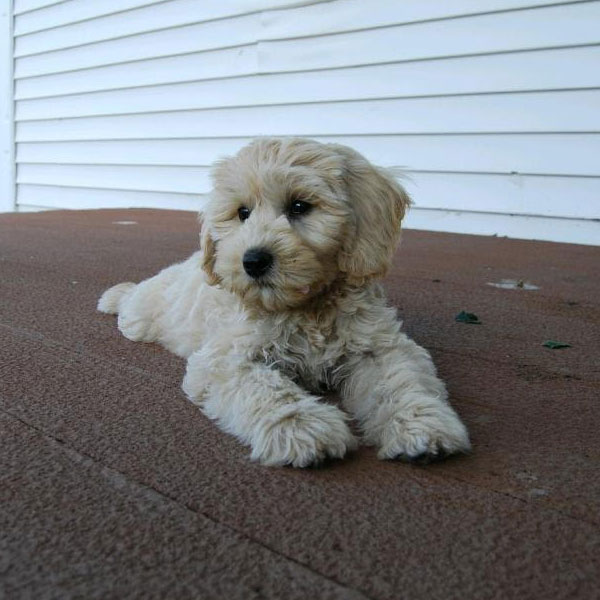 labradoodle puppies for sale