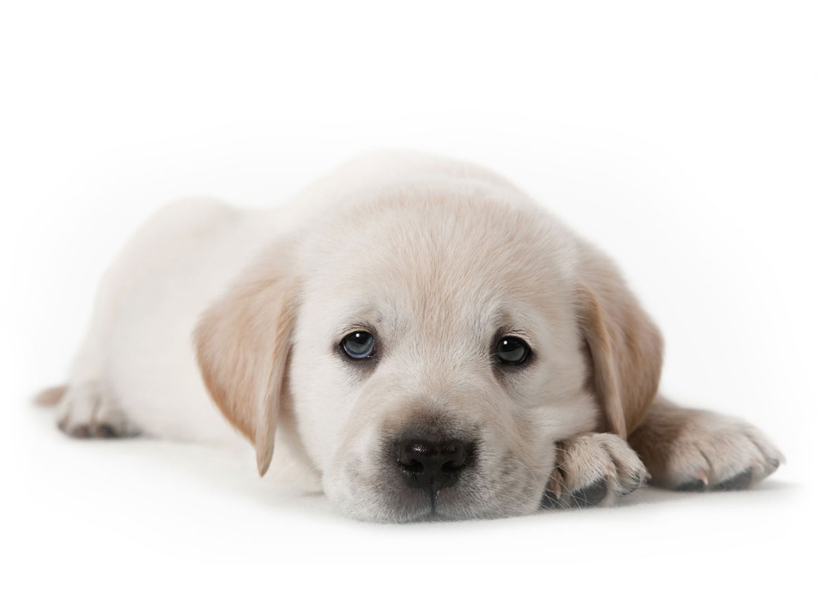 labrador retriever puppies for sale by Uptown Puppies