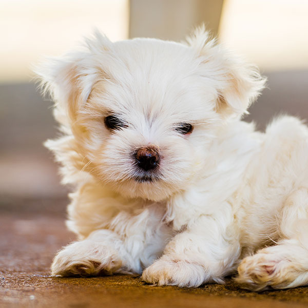 Texas Puppies Maltese Breeder