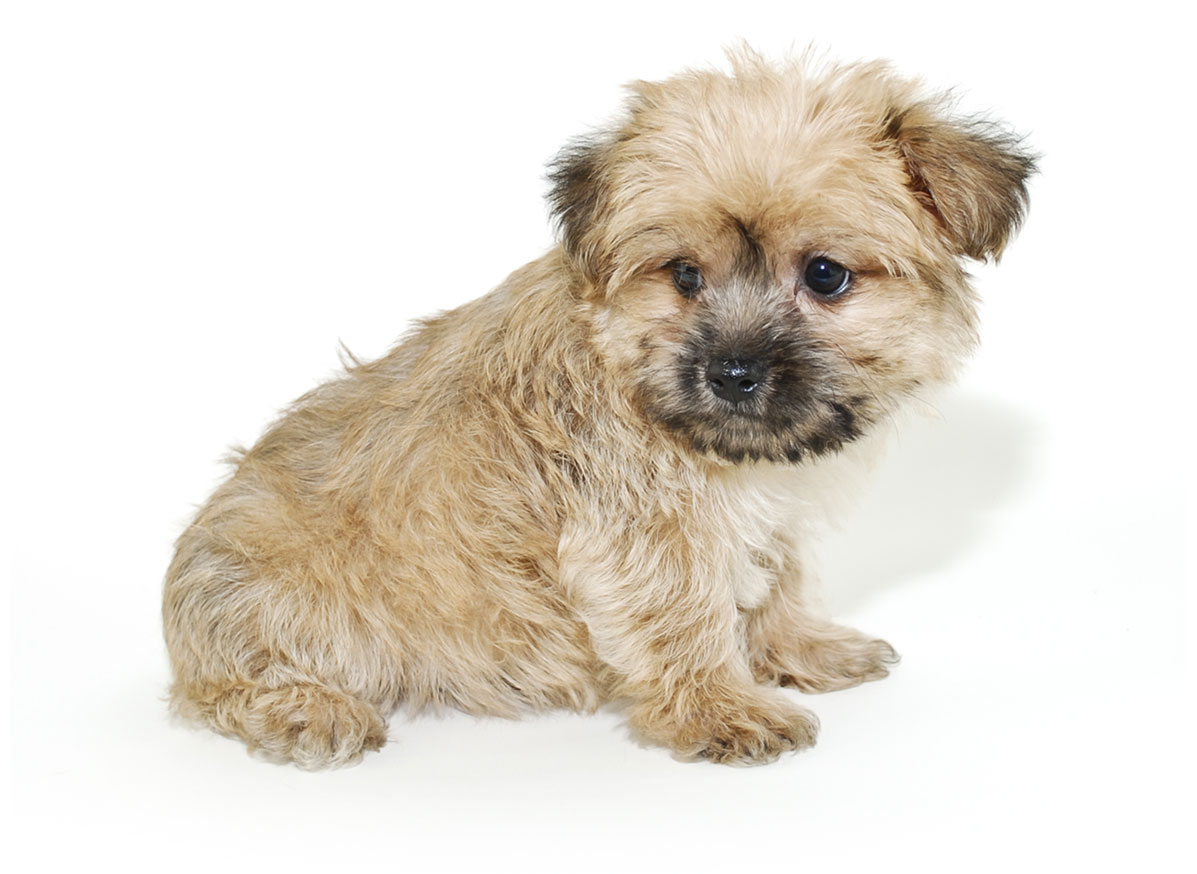 Morkie Puppies for Sale by Texas Puppies