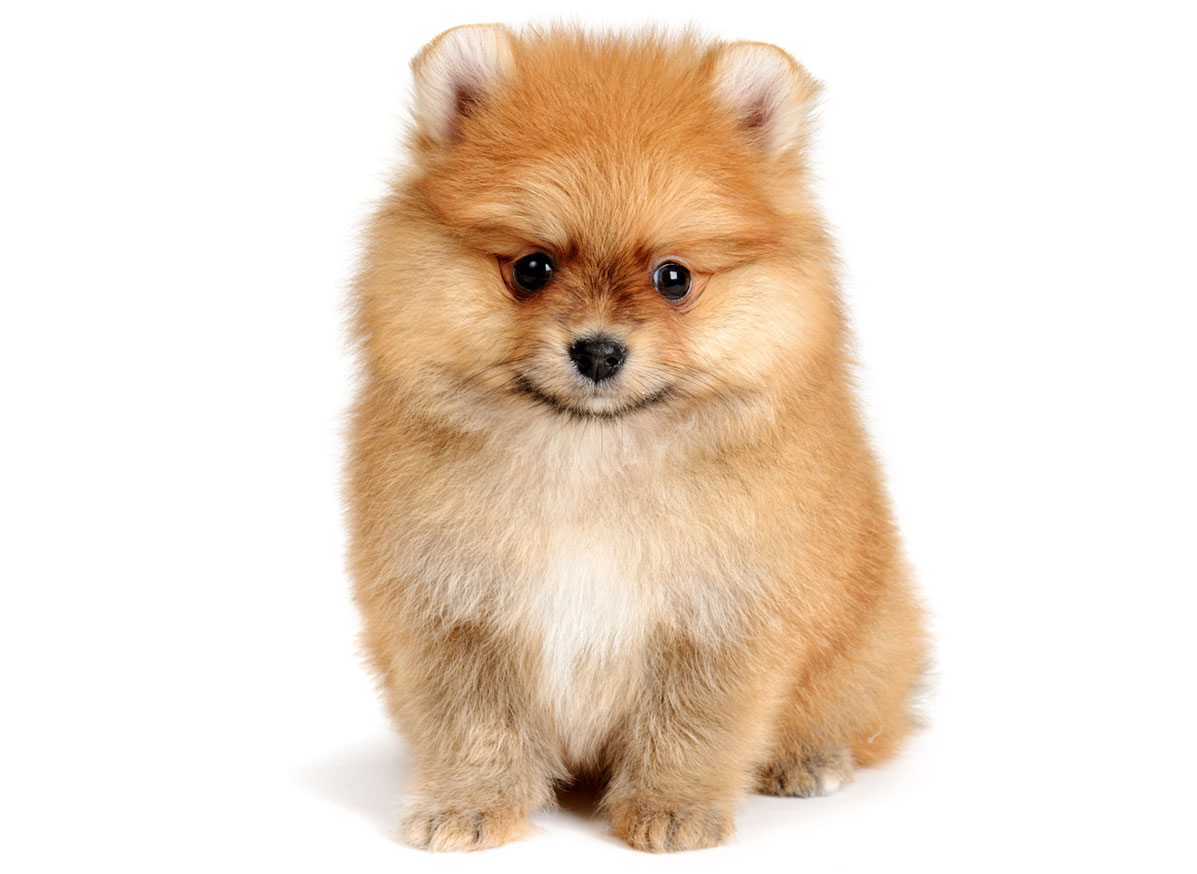 Pomeranian Puppies for Sale by Texas Puppies